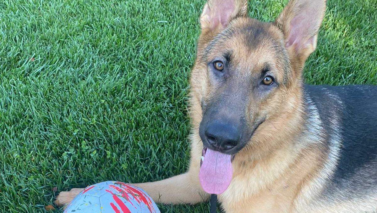 A 1-year-old German shepherd named Zeus is seen in an undated photo by his owner’s family. The dog is scheduled to be put down after biting two people, including an Elk Grove police officer. His owner is fighting the city in federal court to stop the euthanasia.