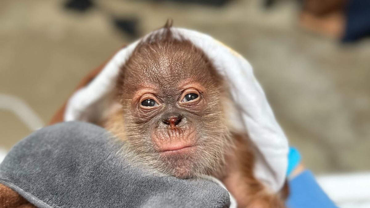 Baby Sumatran orangutan was born on May 1 at the Sacramento Zoo. 