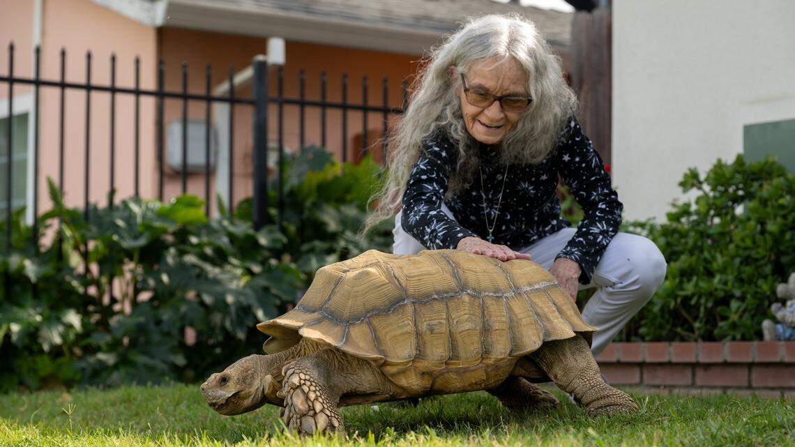 Slim Shady, a Sacramento tortoise, needs a new home. His owner has to let it go (go)
