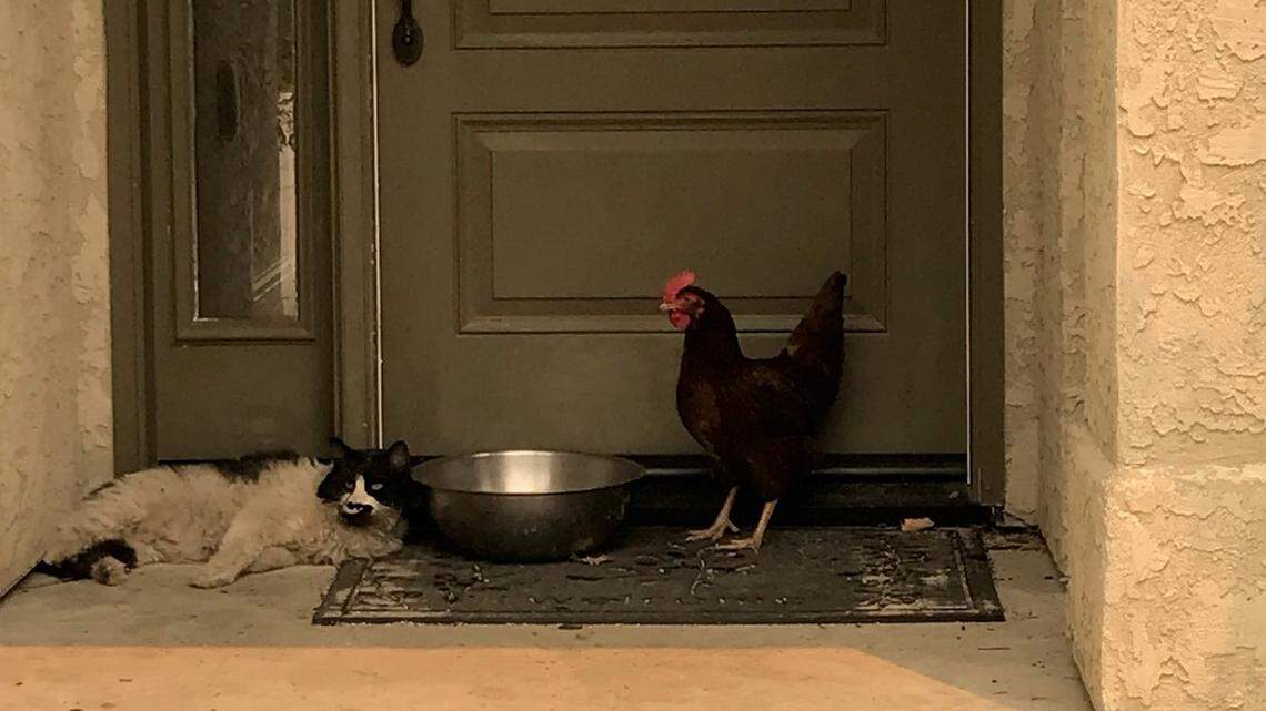 This cat and chicken formed a friendship while seeking shelter from the Carr Fire in Redding.