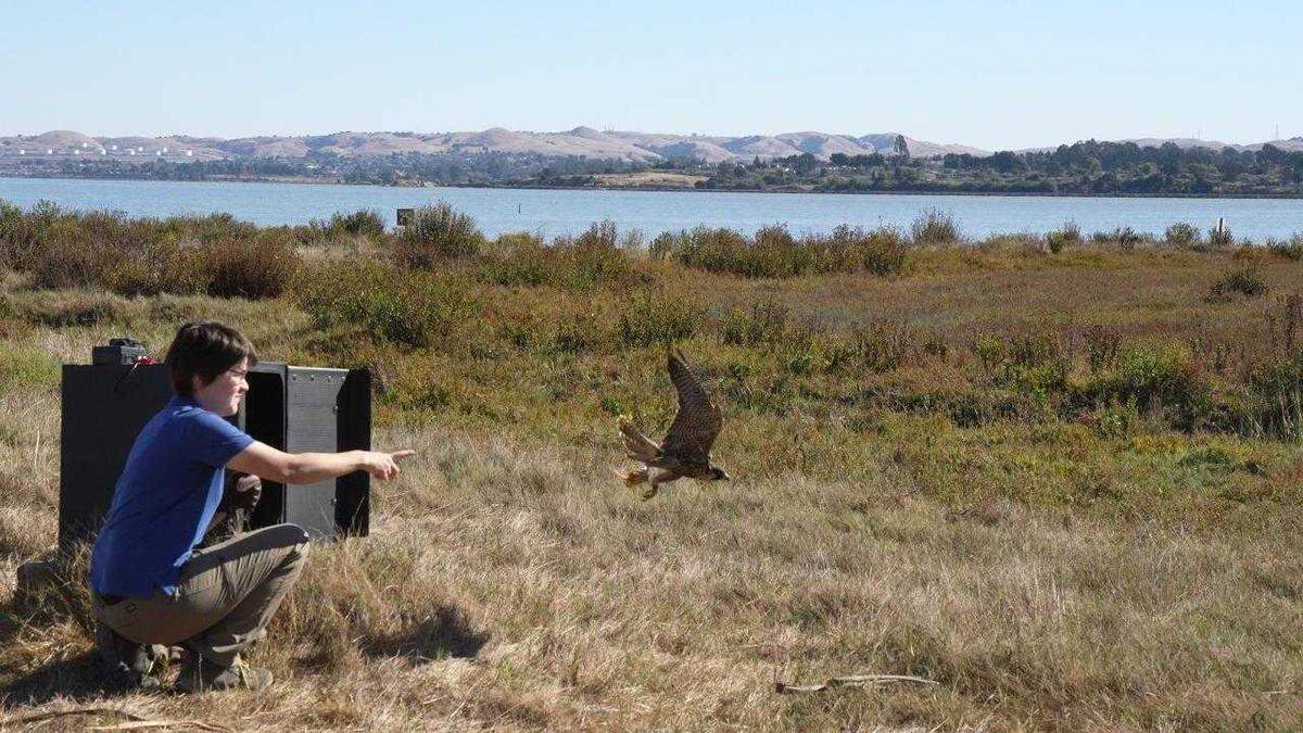 Julie Cotton of UC Davis releases peregrine falcon Nox to the wild on Oct. 18, 2024, in California’s East Bay following surgery and rehabilitation with the UC Davis School of Veterinary Medicine and its California Raptor Center. Officials said Thursday that Nox had died on Wednesday.