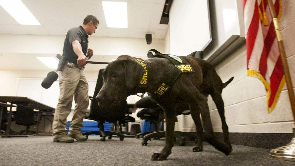 A “porn-sniffing dog” named URL died after years of busting crime in Utah, officials said.