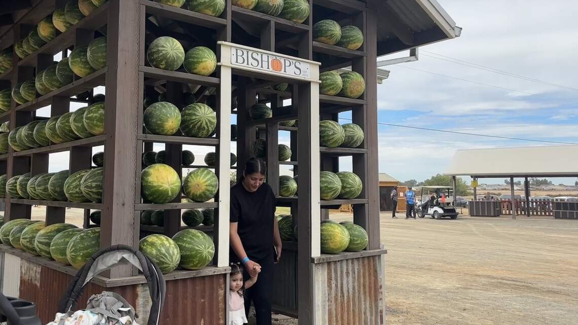 Free fall fun: CA pumpkin patch opens early with inaugural summer fruit festival