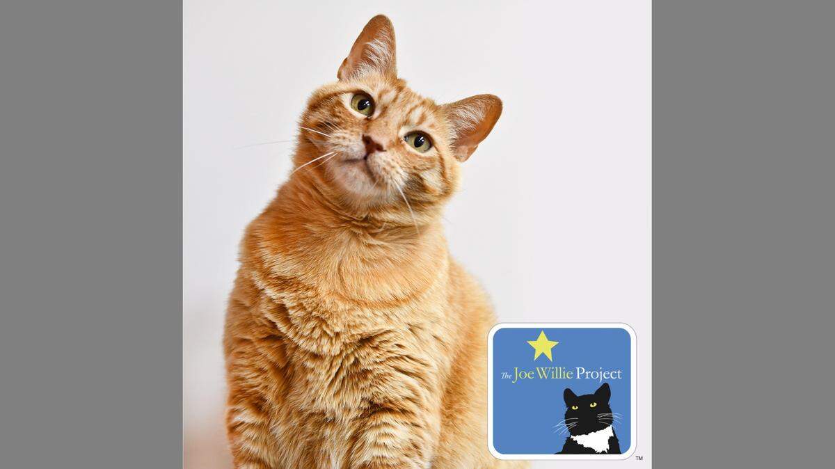 Rolly Polly enjoys walking around the cat tree and kitty obstacle course and also loves feather toys.