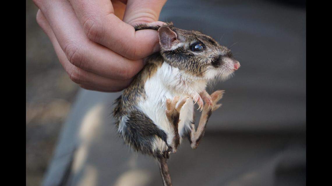 A tiny critter, which hasn’t been documented in Santa Clara County since 1947, has been found in the California mountains.