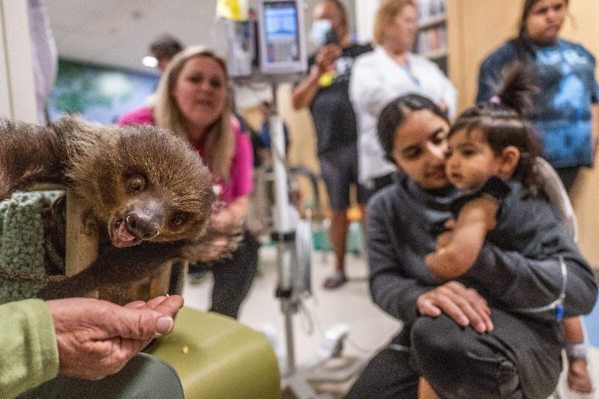 A sloth that was rescued from a private trader eats corn from a handler on Thursday as rescued animals from the SeaWorld education and conservation program visit Sutter Hospital in midtown Sacramento.