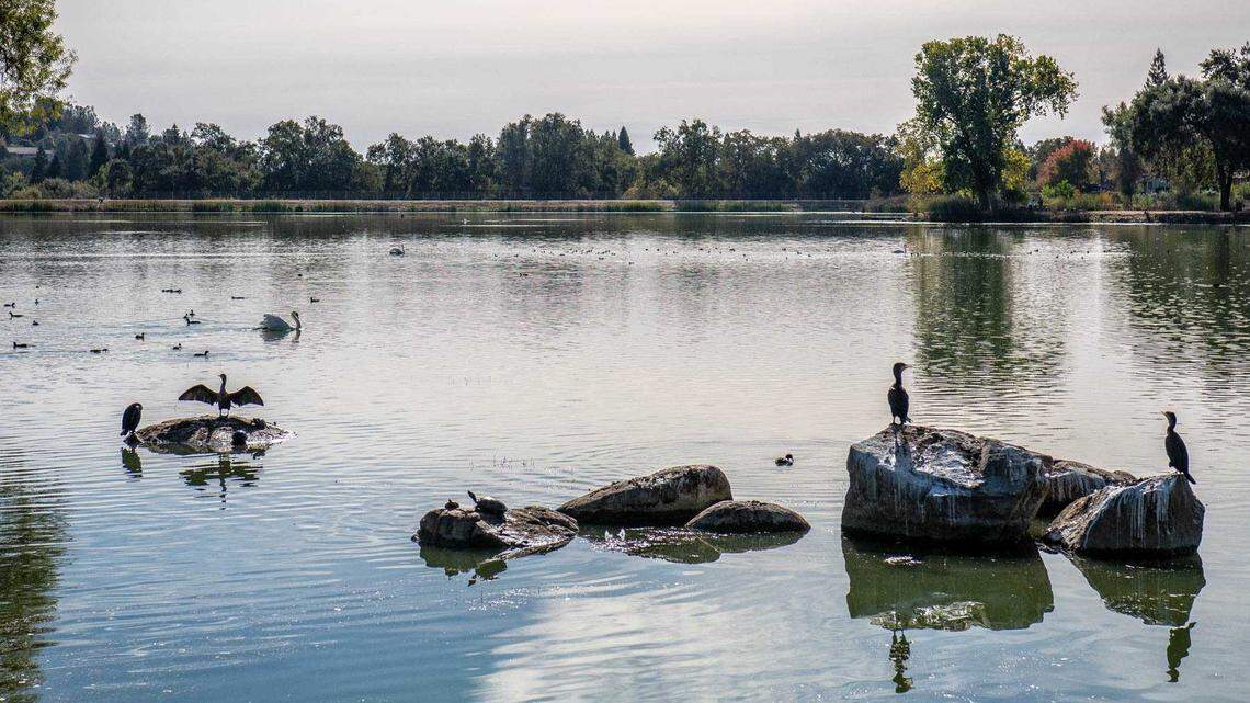 Geese, swans, ducks and turtles gather at Cameron Park Lake in El Dorado County in October 2024. State wildlife officials confirmed two cases of avian flu in Canada geese at the lake and have warned residents to avoid contact with birds and the water.