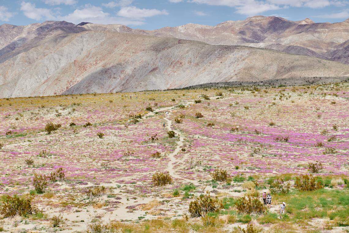 Anza Borrego-Desert SP, Spring Flower Bloom 2019