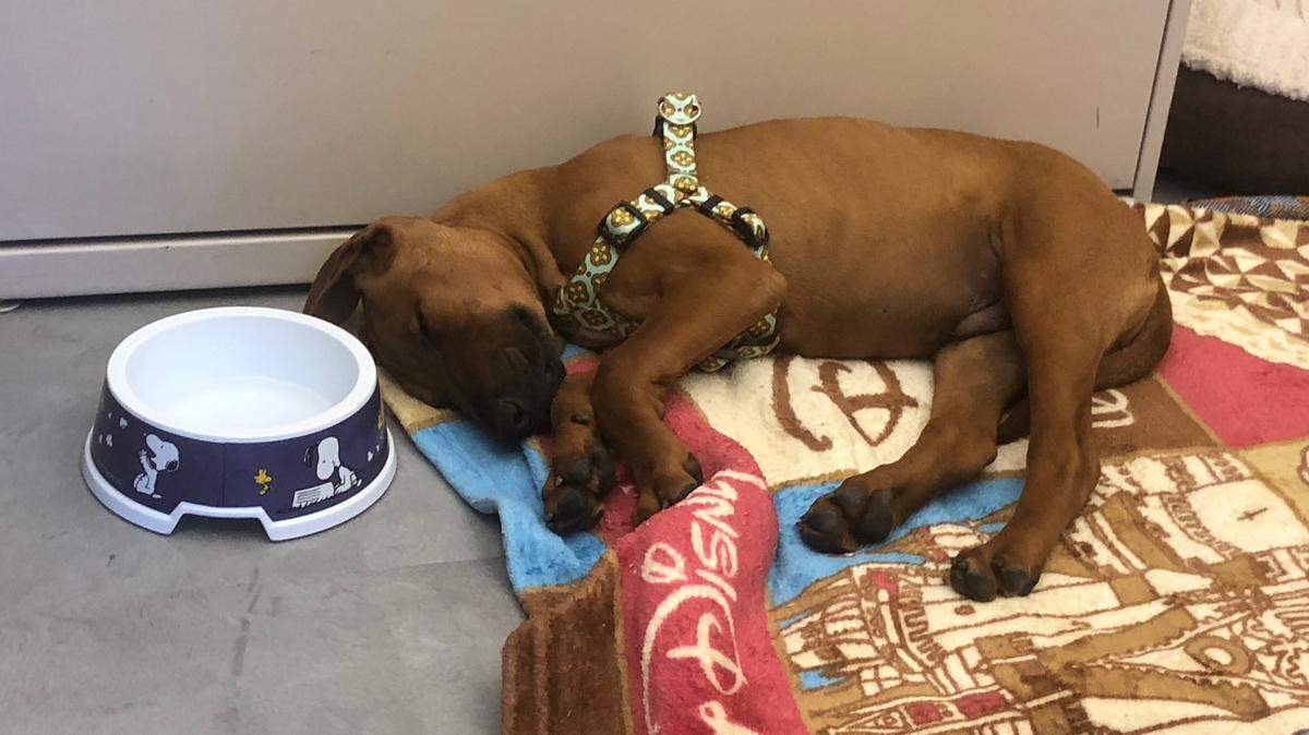 Sully, newly adopted by a dispatcher at the Sacramento Police Department, takes a break from his therapy duties to rest against a file cabinet.