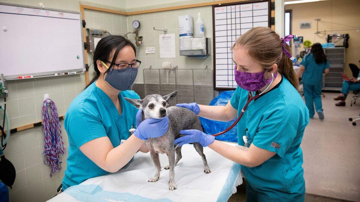 Melissa Hernandez, class of 2023, left, and Dr. Kate Farrell examine a dog in the teaching hospital at UC Davis School of Veterinary Medicine. They will be in a new space in May.