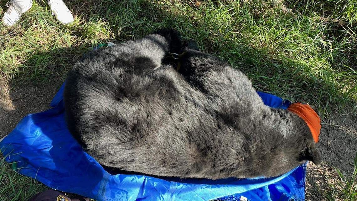 A 350-pound bear was found near a Colorado Springs school, officials said.