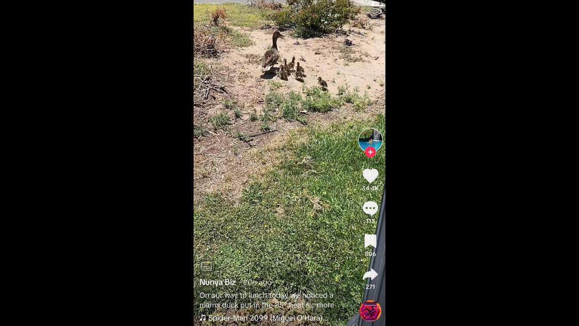 A couple in California rescued eight ducklings after they fell down a sewer drain.