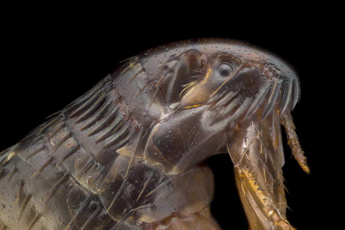 A flea is shown under a microscope closeup in this undated photo. 