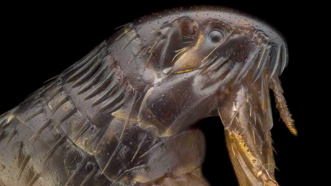 What Californians should know about the plague after a new case in El Dorado County