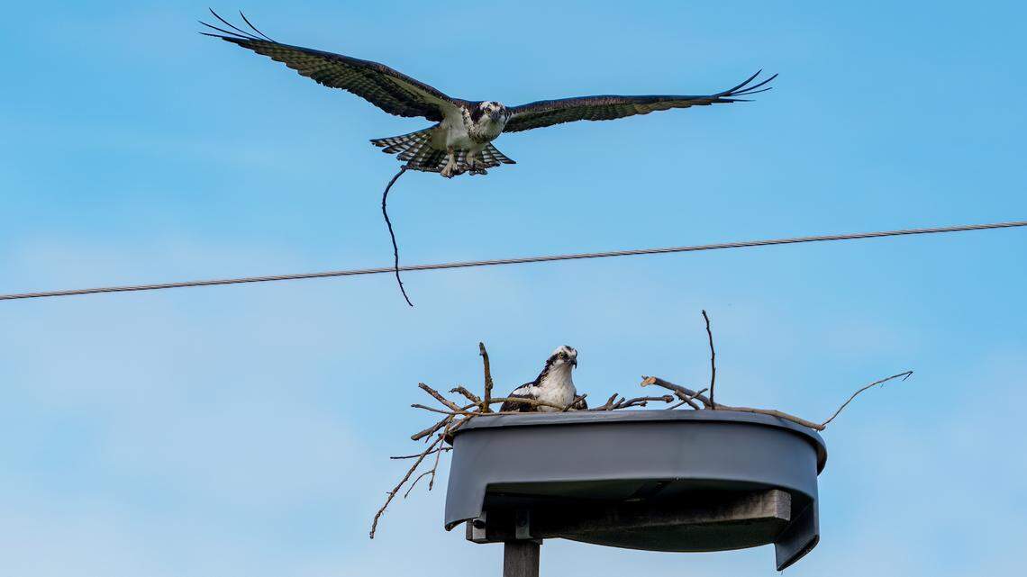 An Osprey nest atop a utility pole.