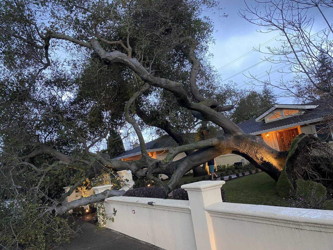An uprooted eucalyptus tree is sprawled across a front yard along American River Drive on Sunday in Arden Arcade after fierce winds toppled trees and downed power lines across Sacramento County.