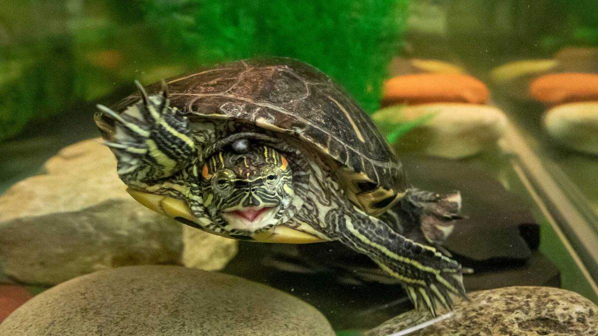 A red-eared slider turtle swims in a tank in Ohio in 2013. On Wednesday, Davis police returned a red-eared slider turtle to the UC Davis arboretum after it was spotted downtown.