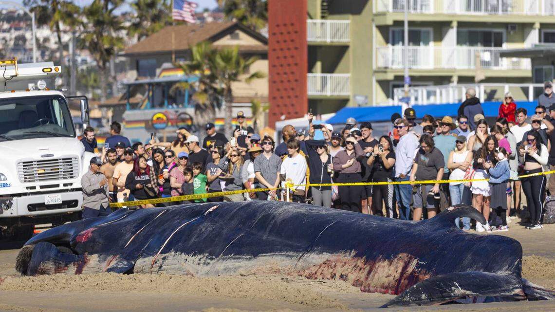 Bystanders look at a 52-foot-long female fin whale that died and washed onto Mission Beach. Officials said there were no obvious signs leading to a cause of death.