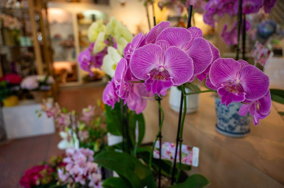 Potted purple orchid is available at Relles Florist in Sacramento on Tuesday, June 18, 2024. The family owned flower shop has been part of the Sacramento community for over 70 years.