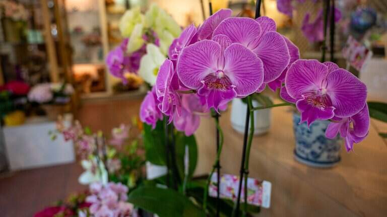 Sacramento flower shop has been crafting bouquets for nearly 80 years. How did it get started?