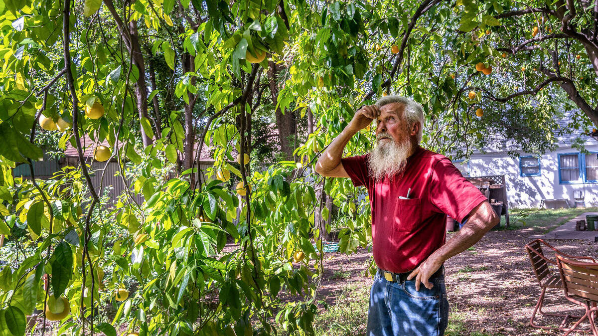 Dan Altstatt, de 83 años, mira su árbol de toronjas en East Sacramento y comenta: "Todavía no están listos para ser recogidos", el jueves 7 de abril de 2022. Altstatt dijo que él mismo limpió el patio trasero después de que la aplicación del código de la ciudad lo citara por la basura y los escombros. Los árboles frutales han estado en la propiedad de la familia desde al menos 1952.