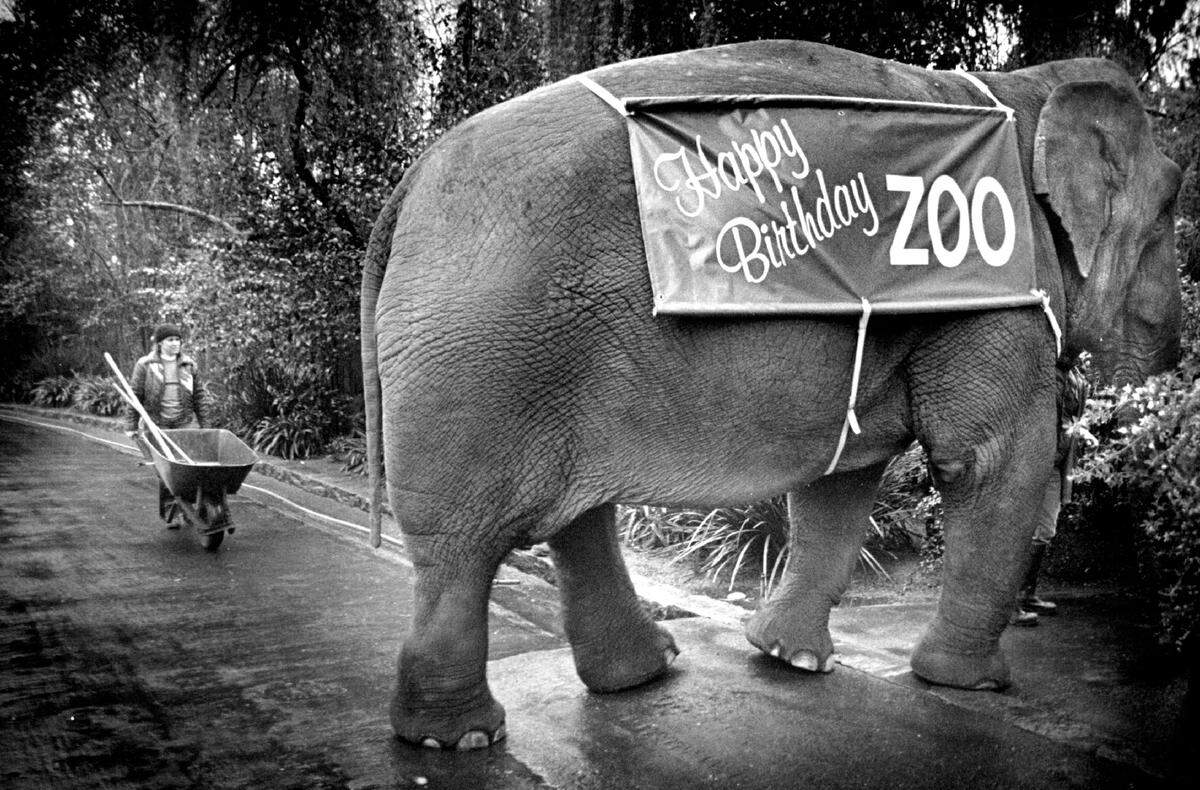 Sue the elephant led off the parade of Sacramento Zoo stars that helped celebrate the facility’s 60th birthday. Sherry Lutrell had clean up duty.