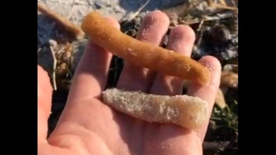 Finger-like creatures known as sea pickles or colonial tunicates, like these seen in Monterey in 2019, are washing up on Orange County beaches, puzzling visitors.