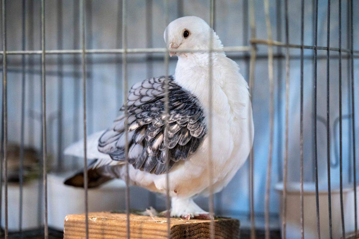 A classic old frill pigeon sits in a cage at the Northern California Pigeon Fanciers display at the California State Fair in Sacramento on Monday.