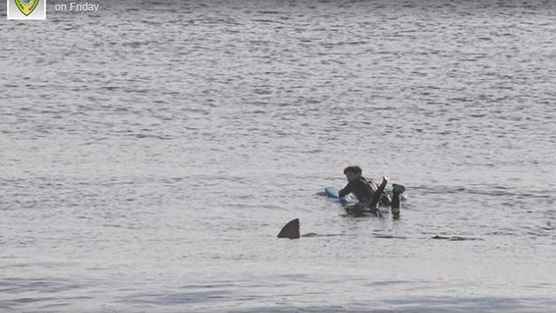 ‘Pure shock.’ Photographer catches moment a surfer spots a shark off Cape Cod