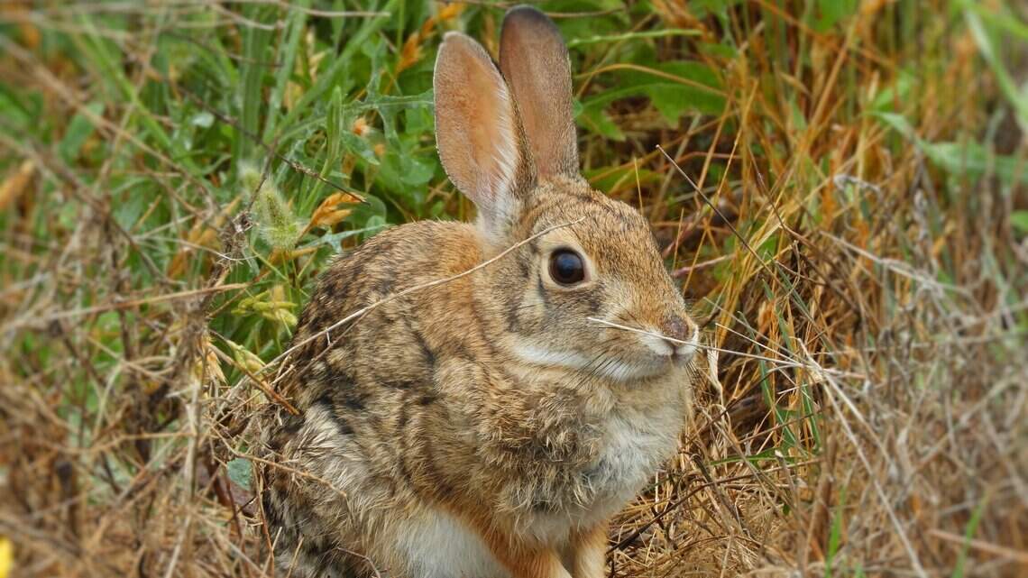 Why are there so few rabbits in urban Sacramento?