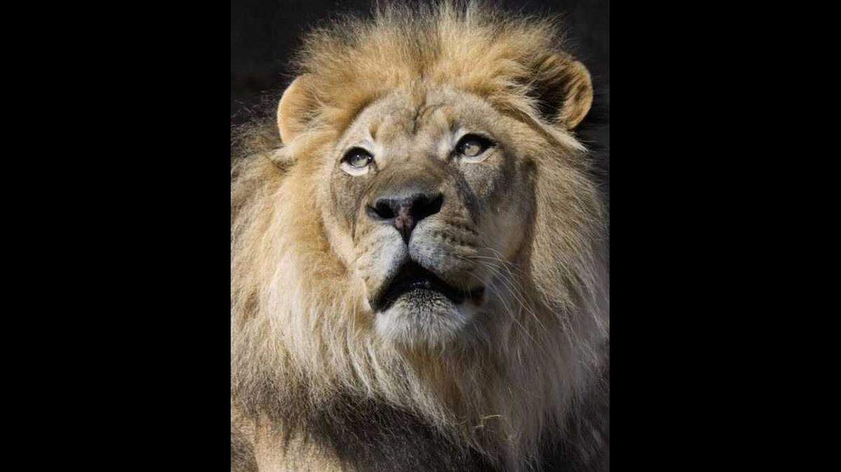 The Sacramento Zoo’s African lion Kamau has died a day after it was announced he would remain off exhibit as his health declined due to his advanced age.