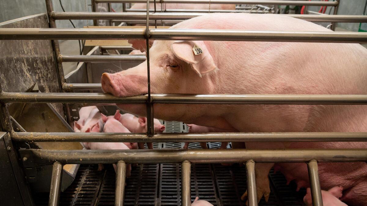 A sow in the the farrowing room at the UC Davis Swine Center sits up in her pen with her baby pigs around Friday, Dec. 13, 2019. A 2018 ballot initiative, Proposition 12, set space requirements for pregnant sows, veal calves and egg-laying hens. It was scheduled to take effect in 2022 but has been challenged by pork producers. The Supreme Court will hear oral arguments in the case Tuesday.