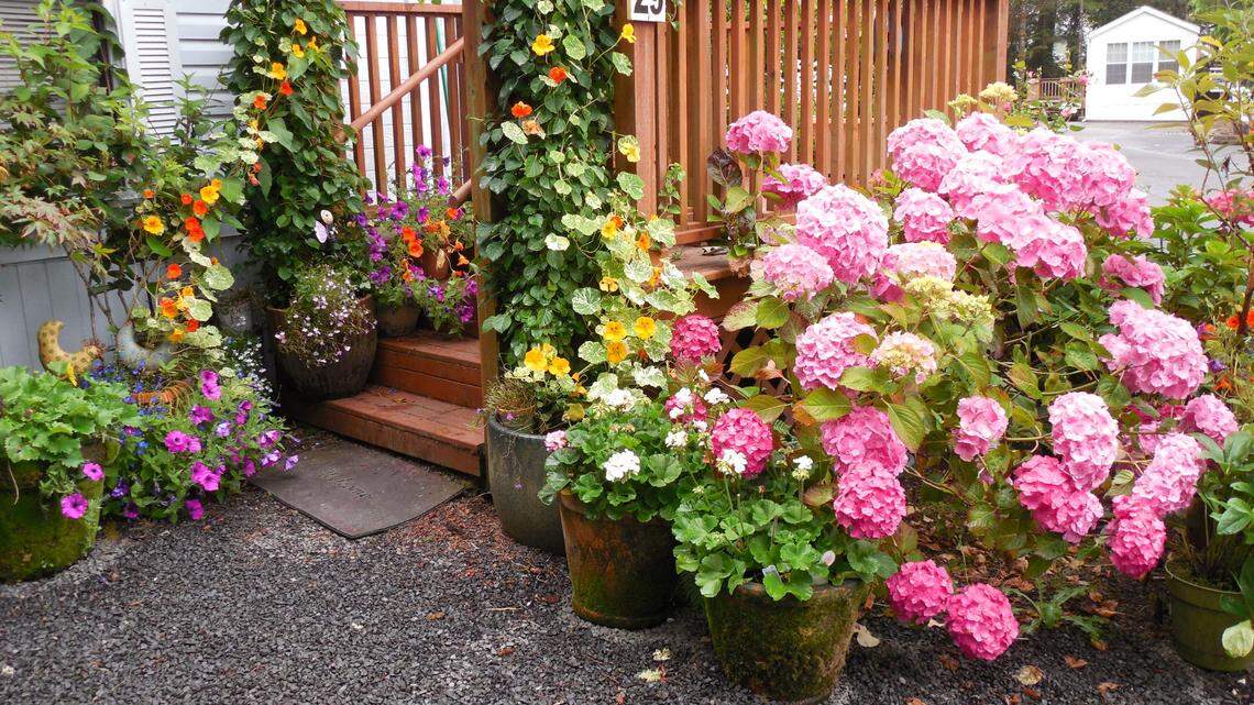 The author’s yard, in Depoe Bay, Oregon.