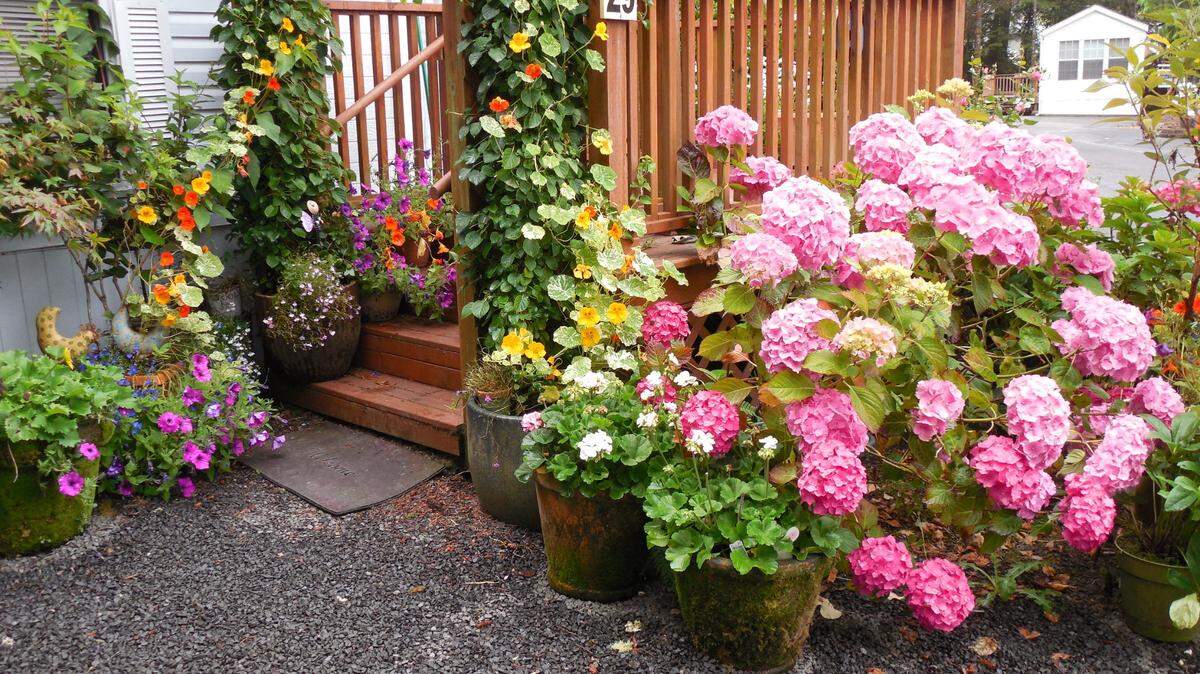 The author’s yard, in Depoe Bay, Oregon.