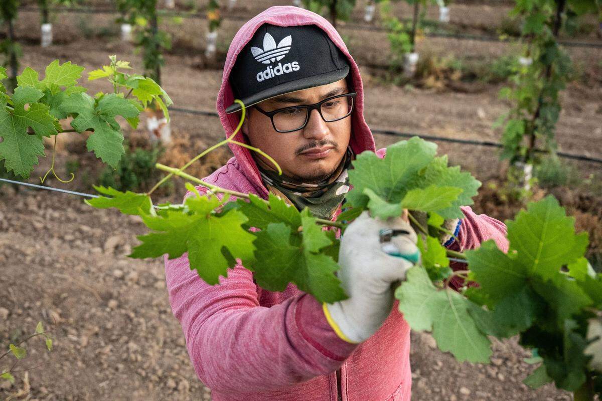 Carlos Alfonso Perez, prunes a grape vines in the early morning as the sun rises in August. Perez did something not many migrant students get the chance to do., receive a higher education diploma. 