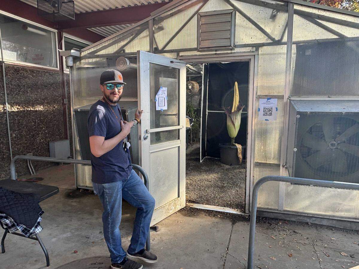 Jeffrey Underwood, a science coordinator at Roseville High School, opens a greenhouse with a rotting corpse flower that rarely blooms.