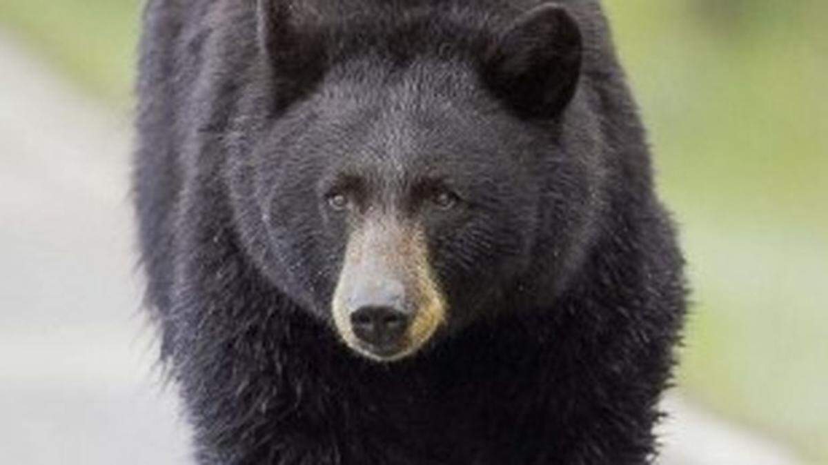 A bear that entered a Colorado Springs home through open doors three times in a week has been euthanized, Colorado officials say.