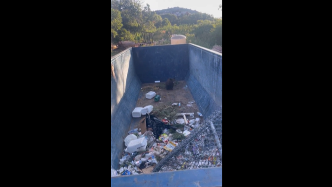 A bear cub is seen in this photo trapped in a dumpster in Roxborough Park, Colorado.
