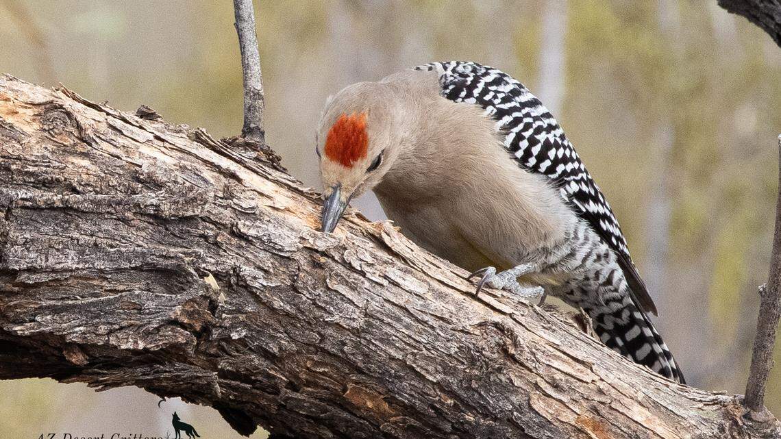 Gila woodpeckers are damaging an Arizona resident’s trail cameras.