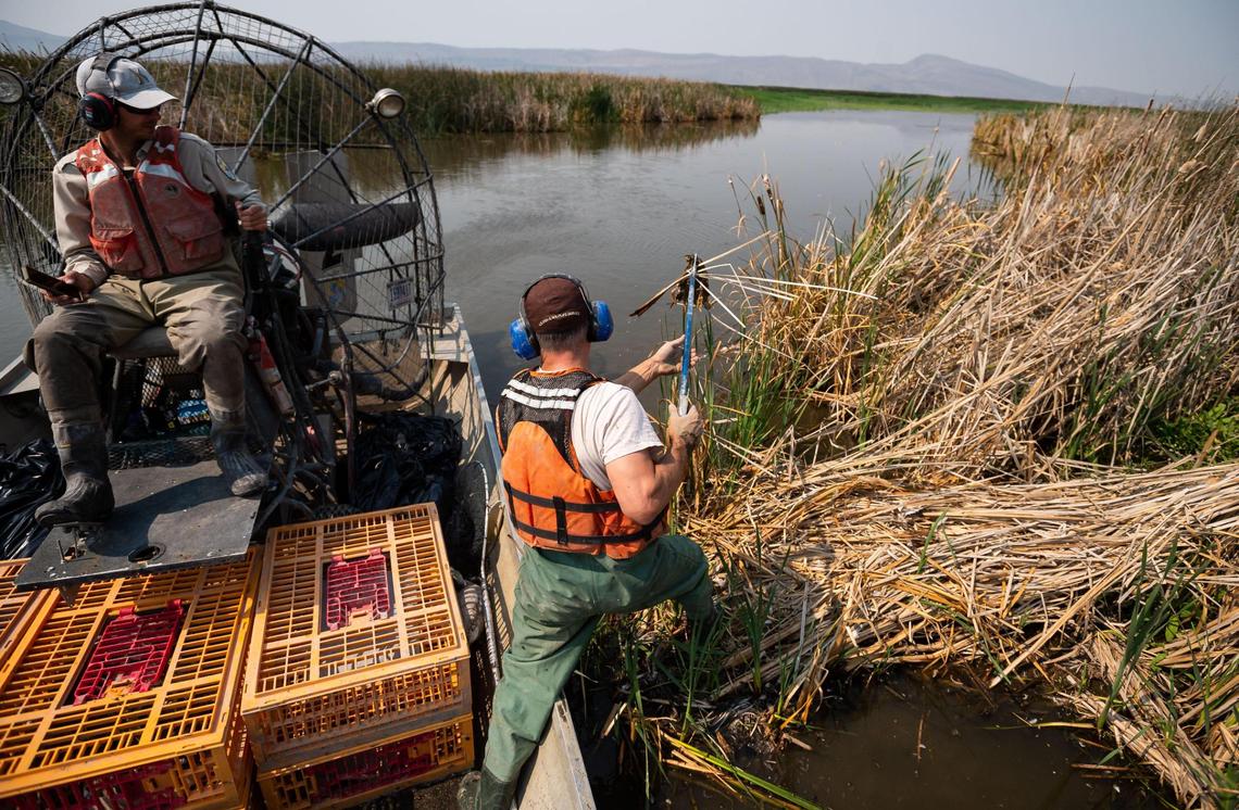 U.S. Fish and Wildlife Service supervisory park ranger John Fitzroy steps from the airboat and reaches into a tule patch to collect a dead duck at Tule Lake National Wildlife Refuge in early September in northeastern California. Wildlife refuge specialist Steven Jensen, left, piloted the airboat as they worked to collect dead and dying birds sickened by avian botulism.