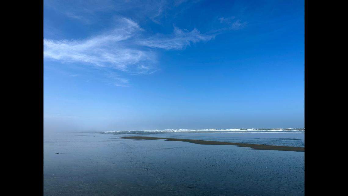 Karina Junge happened upon the body of a Giant Pacific Ocotpus while walking along Clam Beach in Humboldt County.