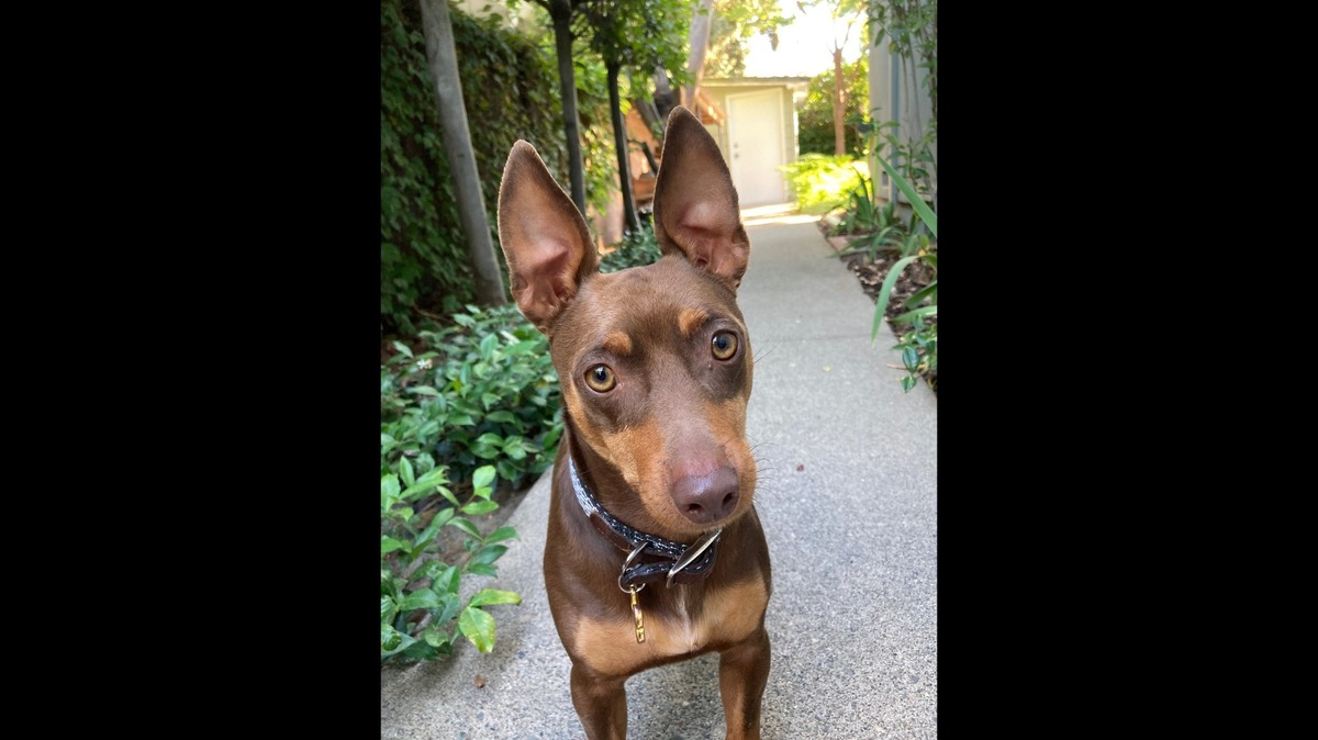 Meet Biscuit, voted cutest dog in the Sacramento region. He is an 8-year-old miniature pinscher mix from Carmichael.