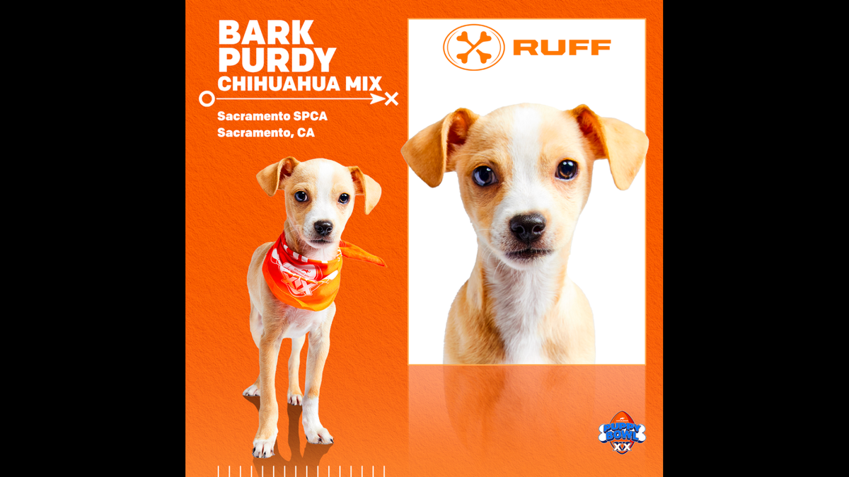Bark Purdy is a Chihuahua mix, the representative of the Sacramento SPCA in the Puppy Bowl opposite the Super Bowl Feb. 11, 2024