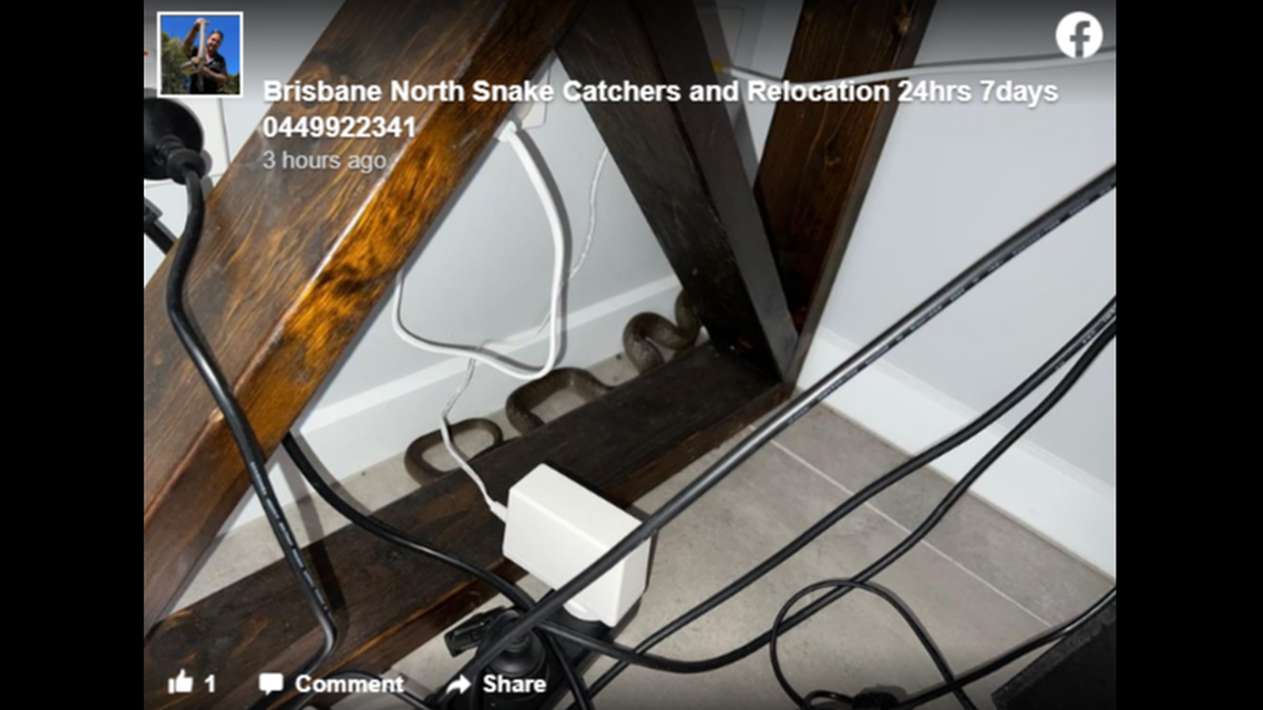 Find the snake. One of the world’s most venomous snakes found a perfect place to hide April 13, when it settled in the tangle of wires under an Australian woman’s desk.