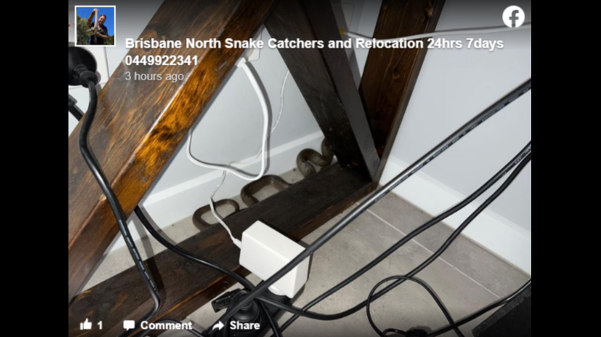 Find the snake. One of the world’s most venomous snakes found a perfect place to hide April 13, when it settled in the tangle of wires under an Australian woman’s desk.