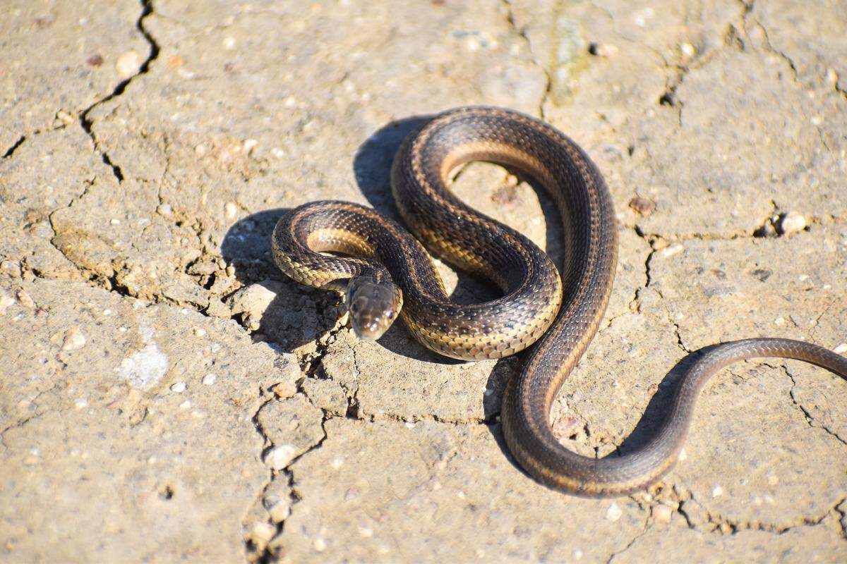 The giant garter snake, which is California’s state snake, was designated as a rare species in 1971, and was listed as threatened by the state and federal government by 1993.