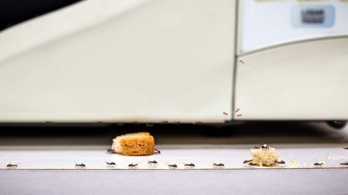 While the presence of ants in your home doesn’t necessarily mean it’s dirty, the teeny-tiny critters thrive in filth.