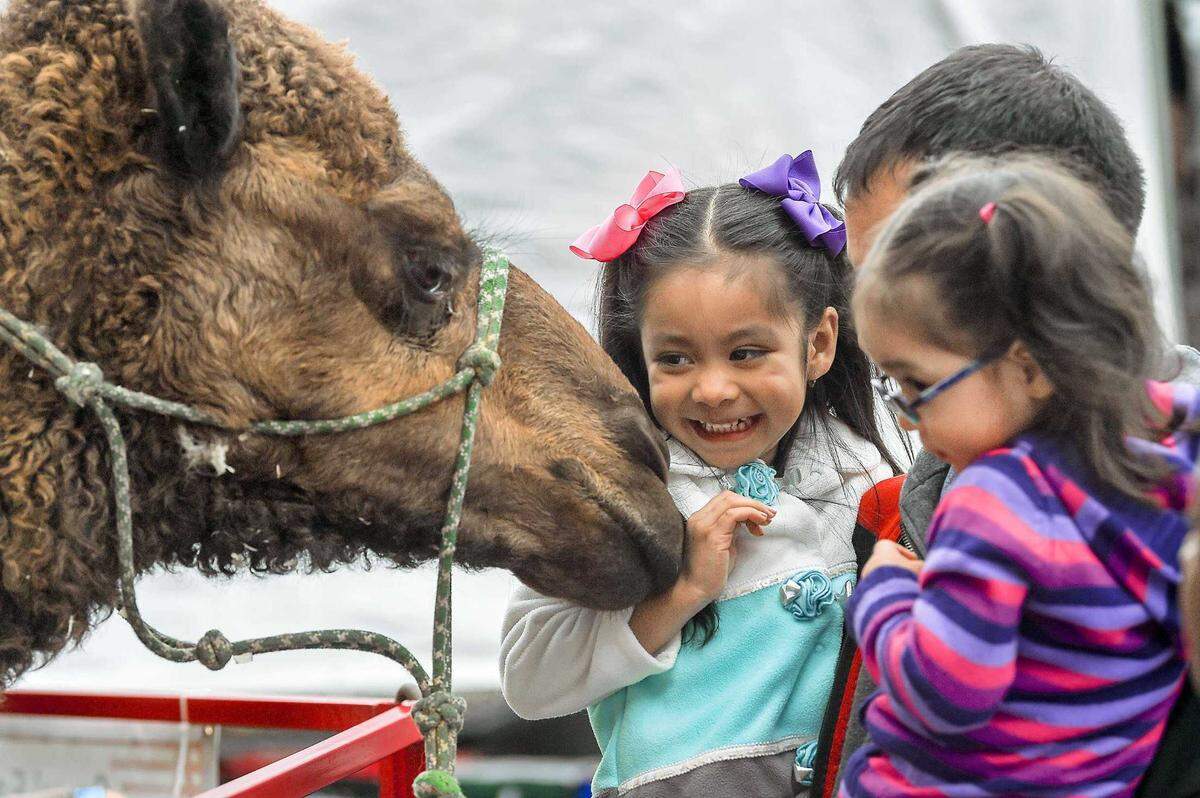 In the arms of their father Candido Avila, center, Miranda Avila 4, left, and her sister Fernanda Avila 3 get a close encounter with a dromedary camel during the Sacramento County Fair at CalExpo in Sacramento on Friday, May 25, 2018. The 2025 county fair runs through Memorial Day.