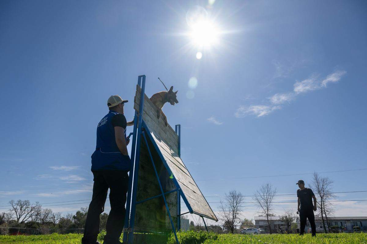 Spencer Bowman trains his dog Sub-Zero on the French ring obstacle course with Juan Portillo in Roseville in February. 