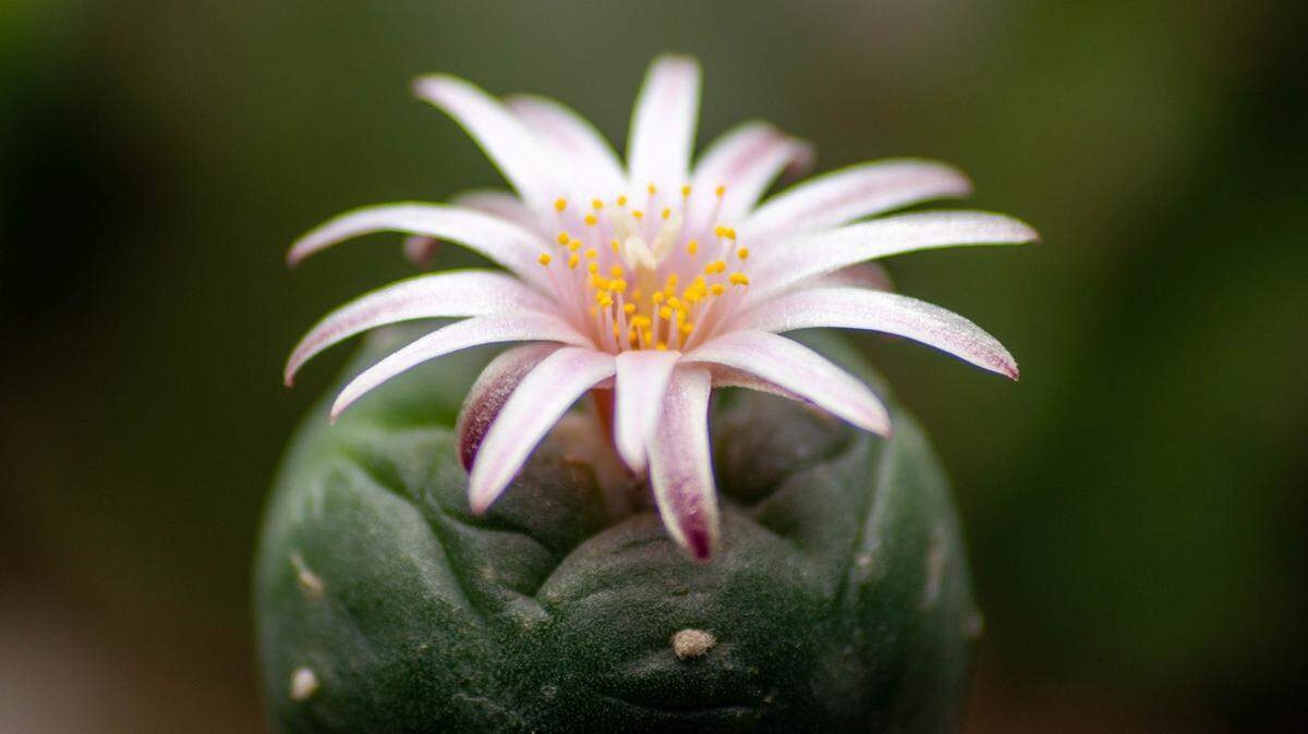 A peyote cactus flower blooms.